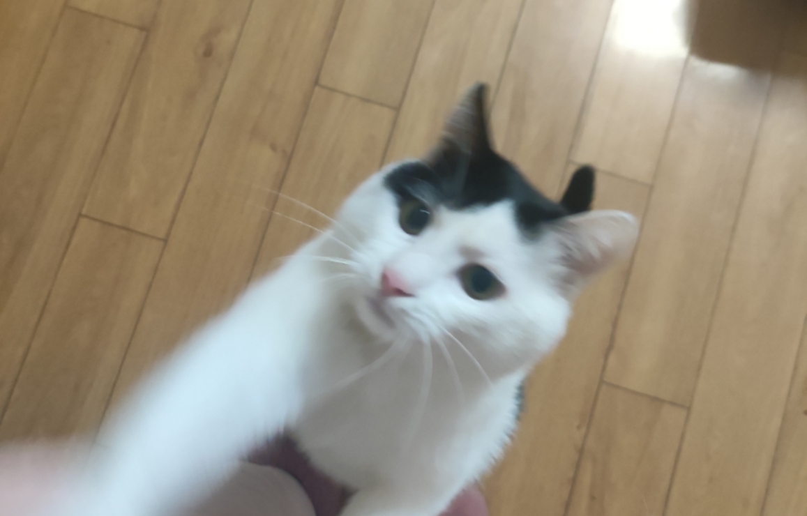叶芽
