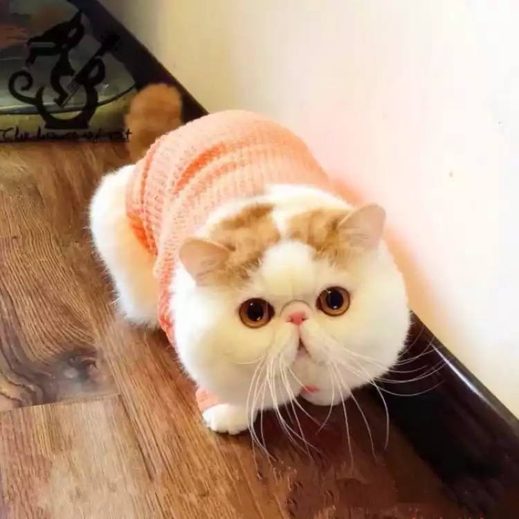 咕噔