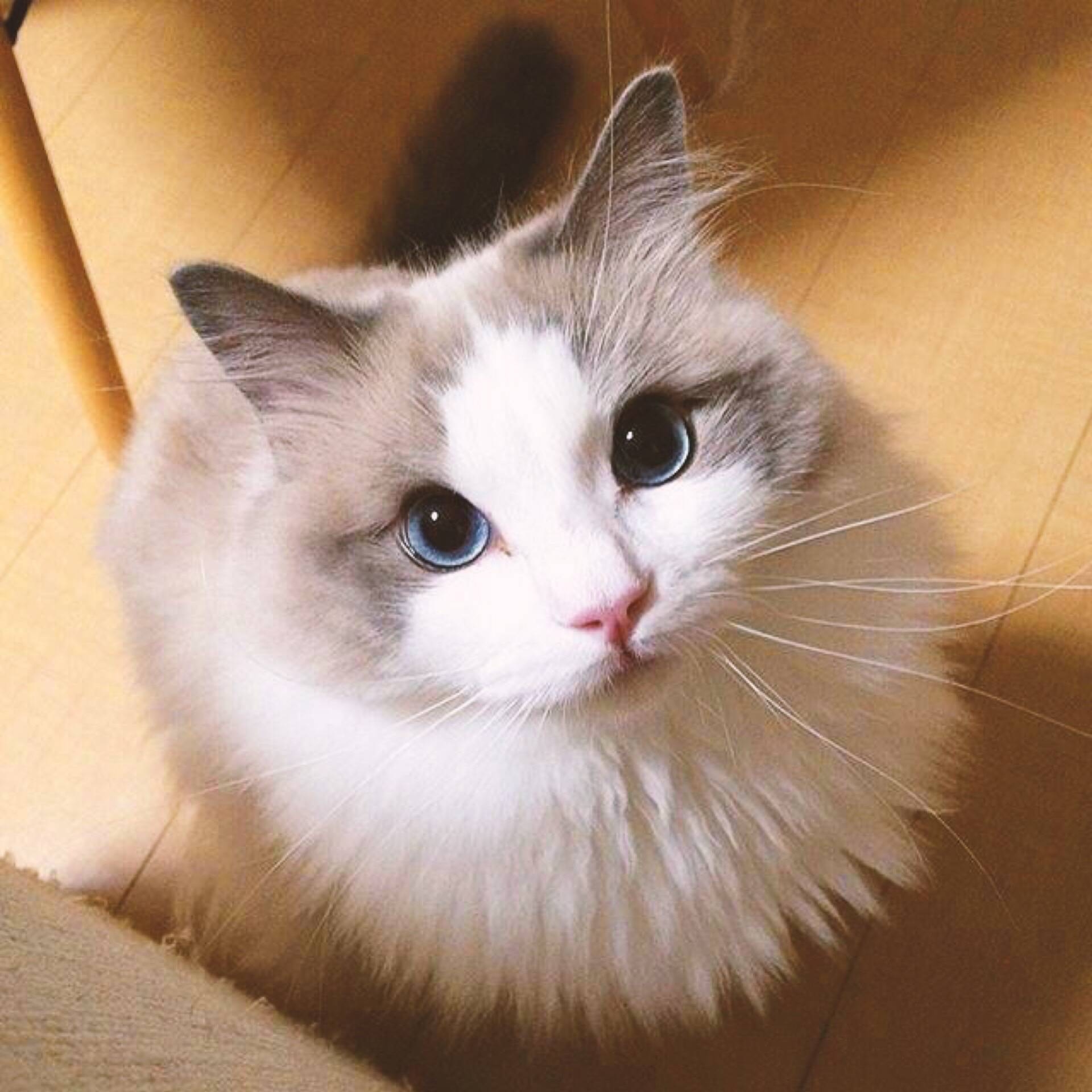 Ada