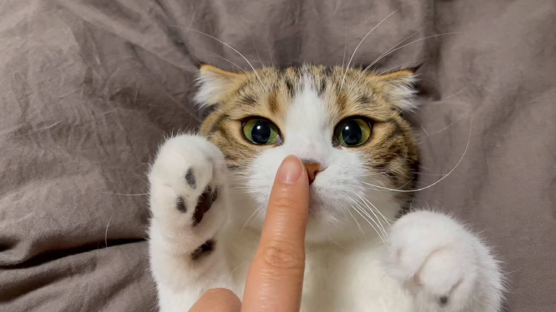 陈塔