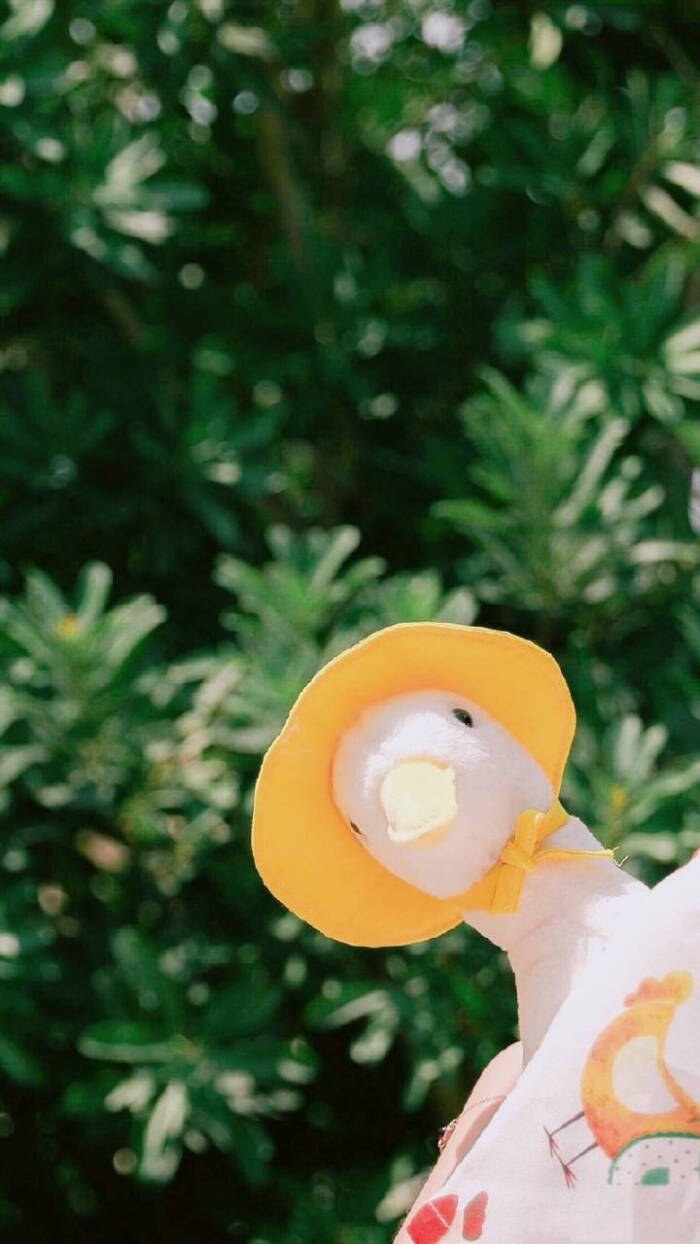 锡兰花儿🥦