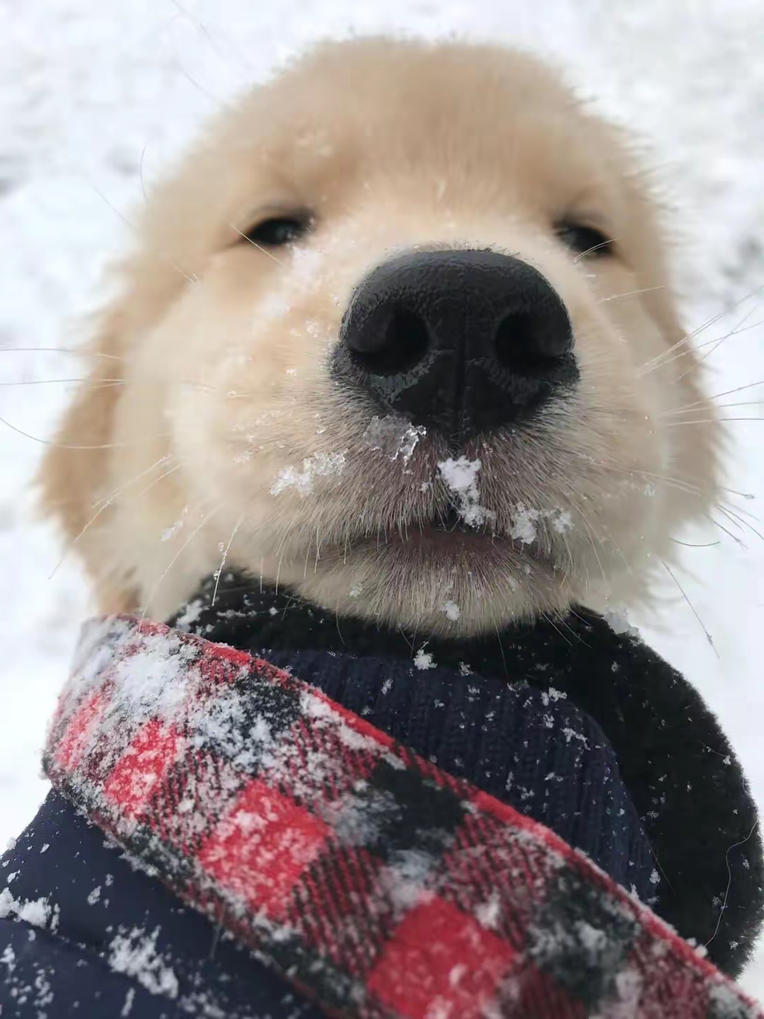 chu