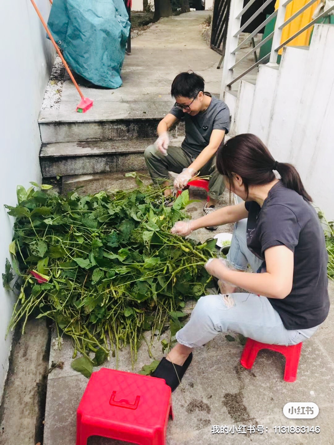 陈菲菲Fei
