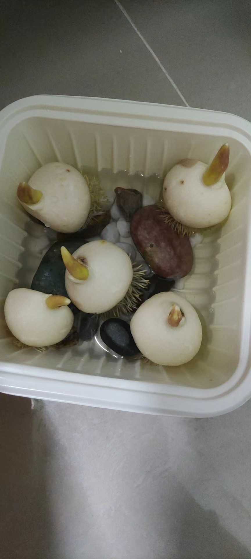 江戴玲