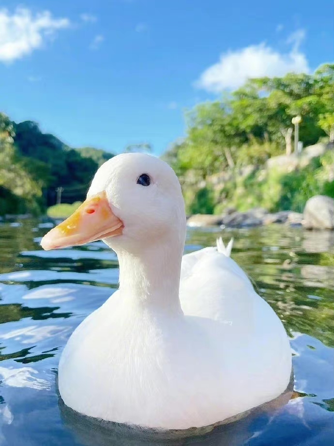 冰喜