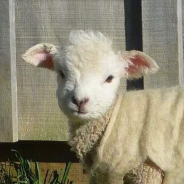 黄渠褡裢坡两居主卧