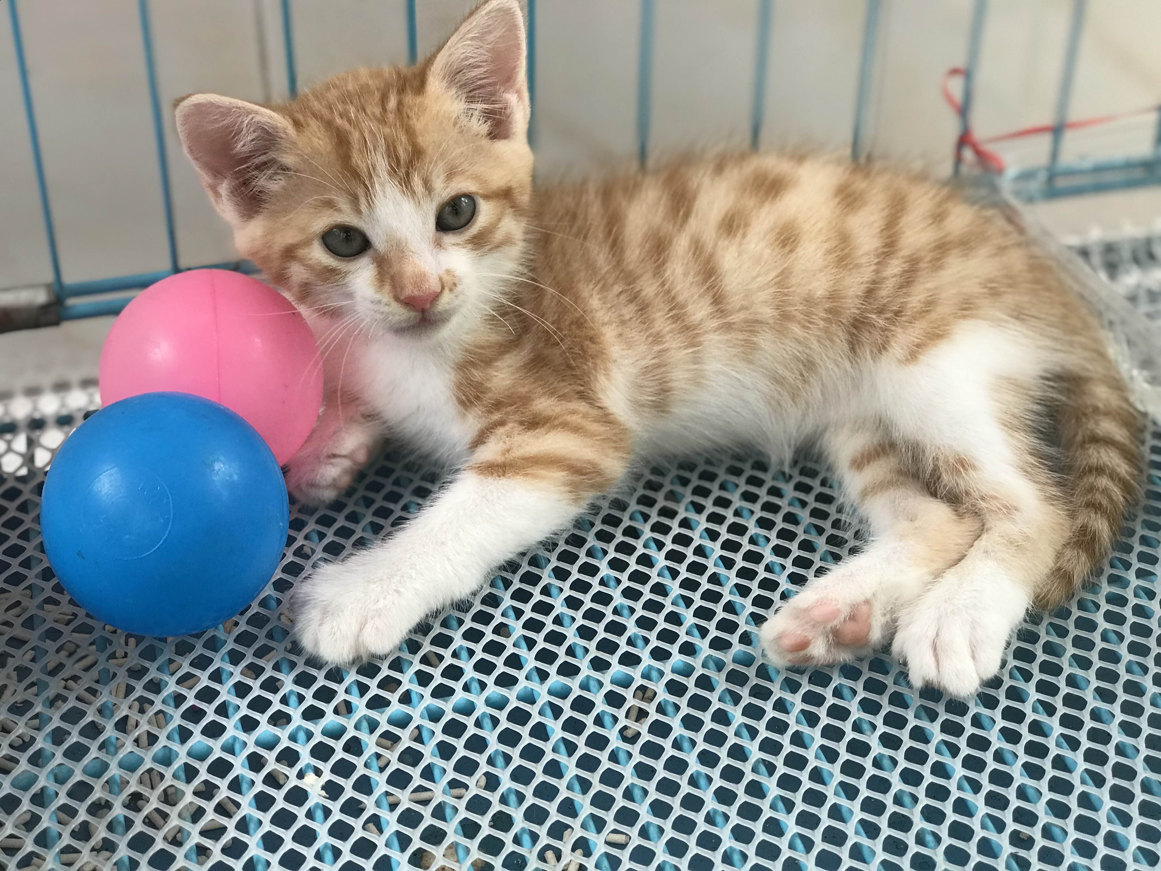 无偿领养   已领养_1