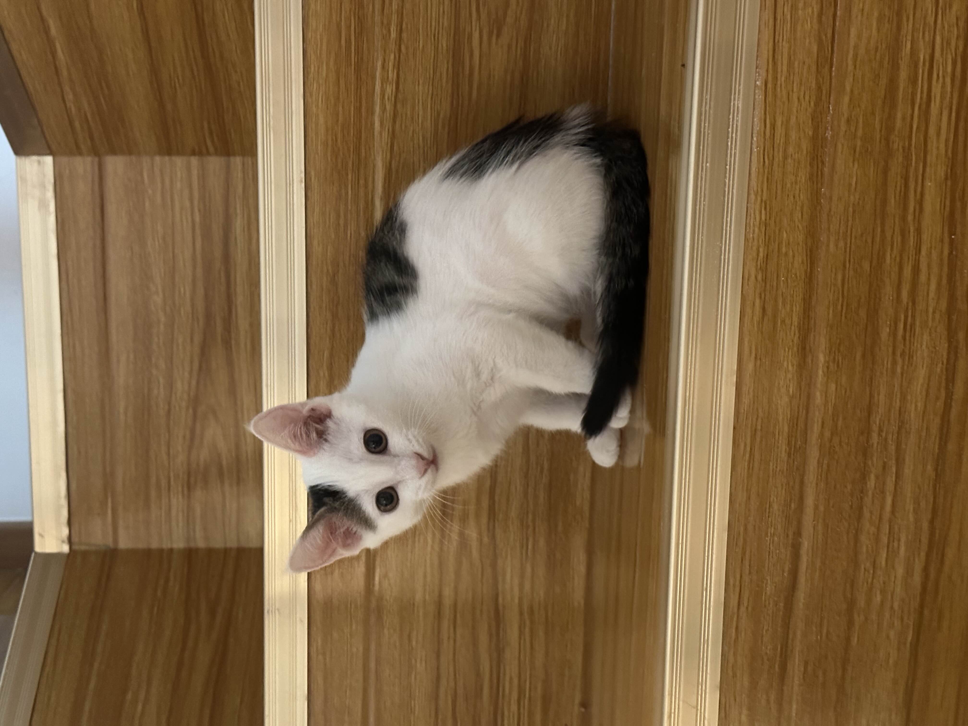 三月大猫咪免费领养｜已打疫苗已驱虫_0
