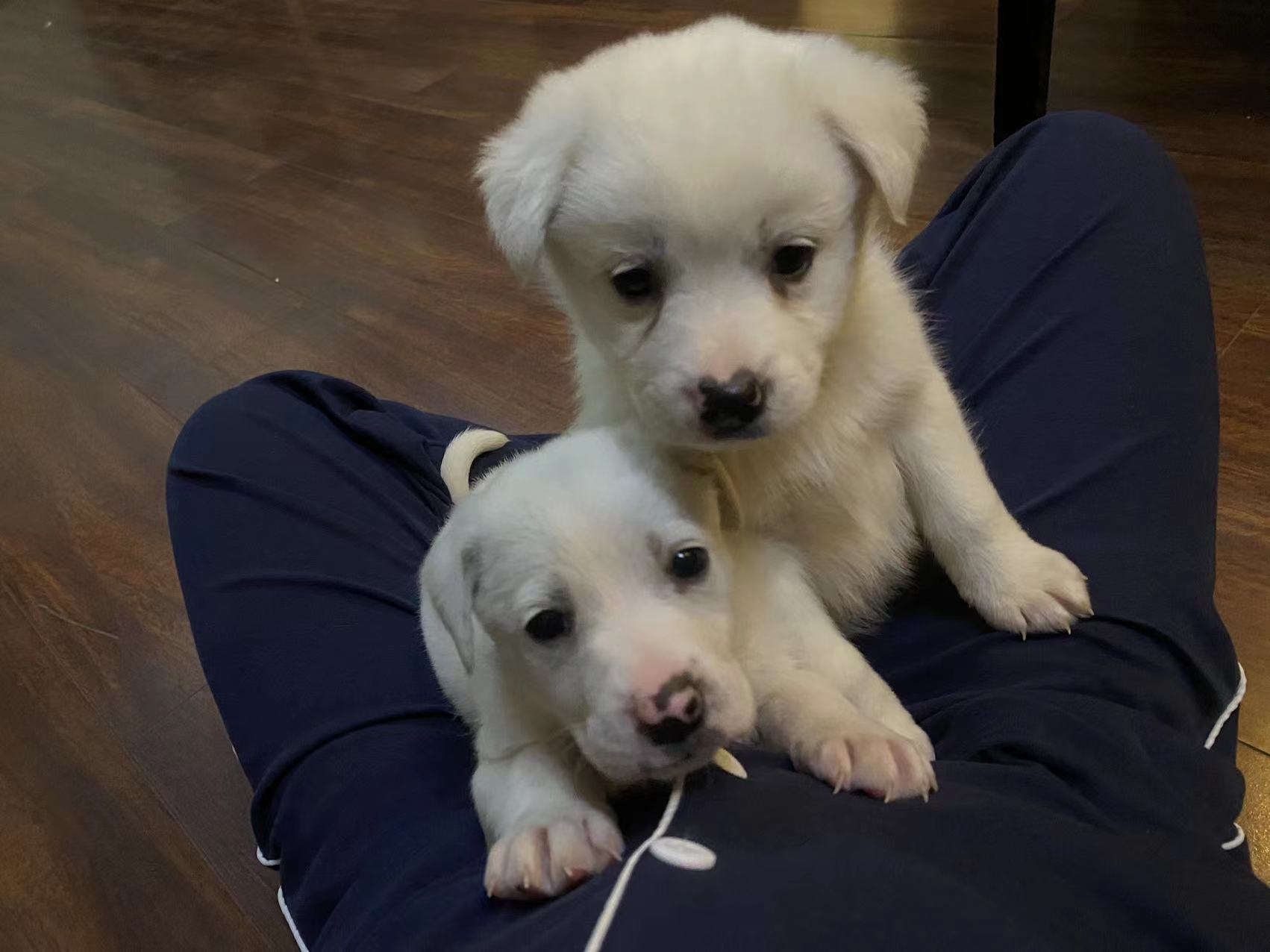Puppies Snow&Oscar. Adoption 
