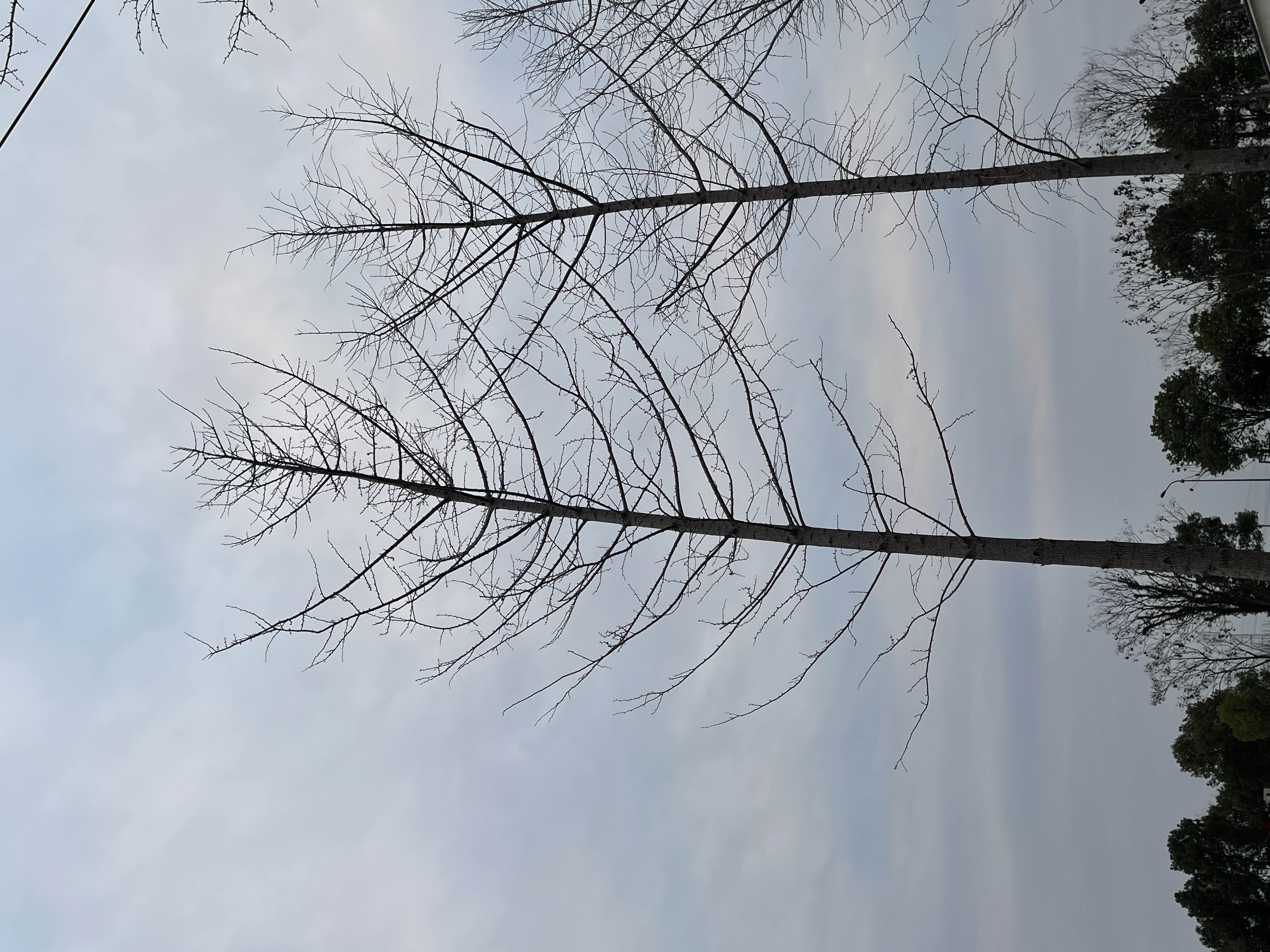 朱