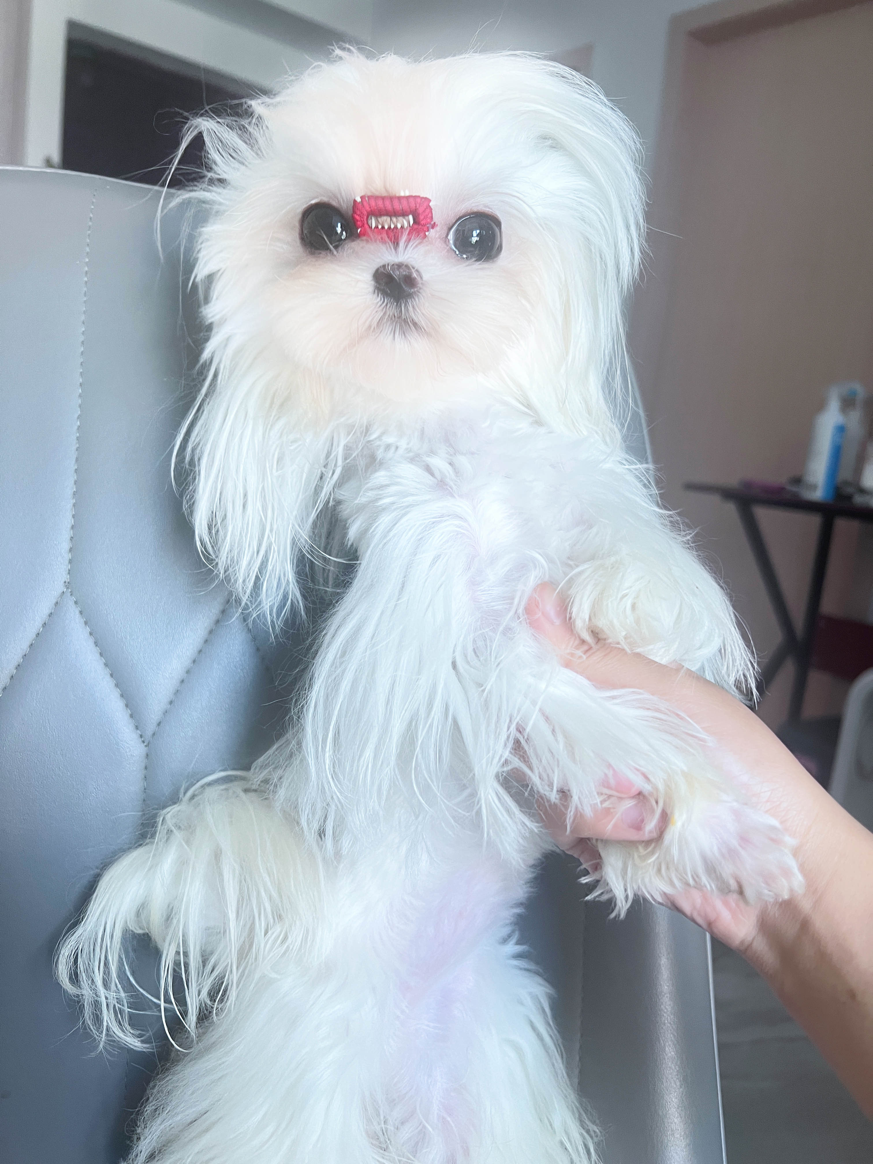 南伊