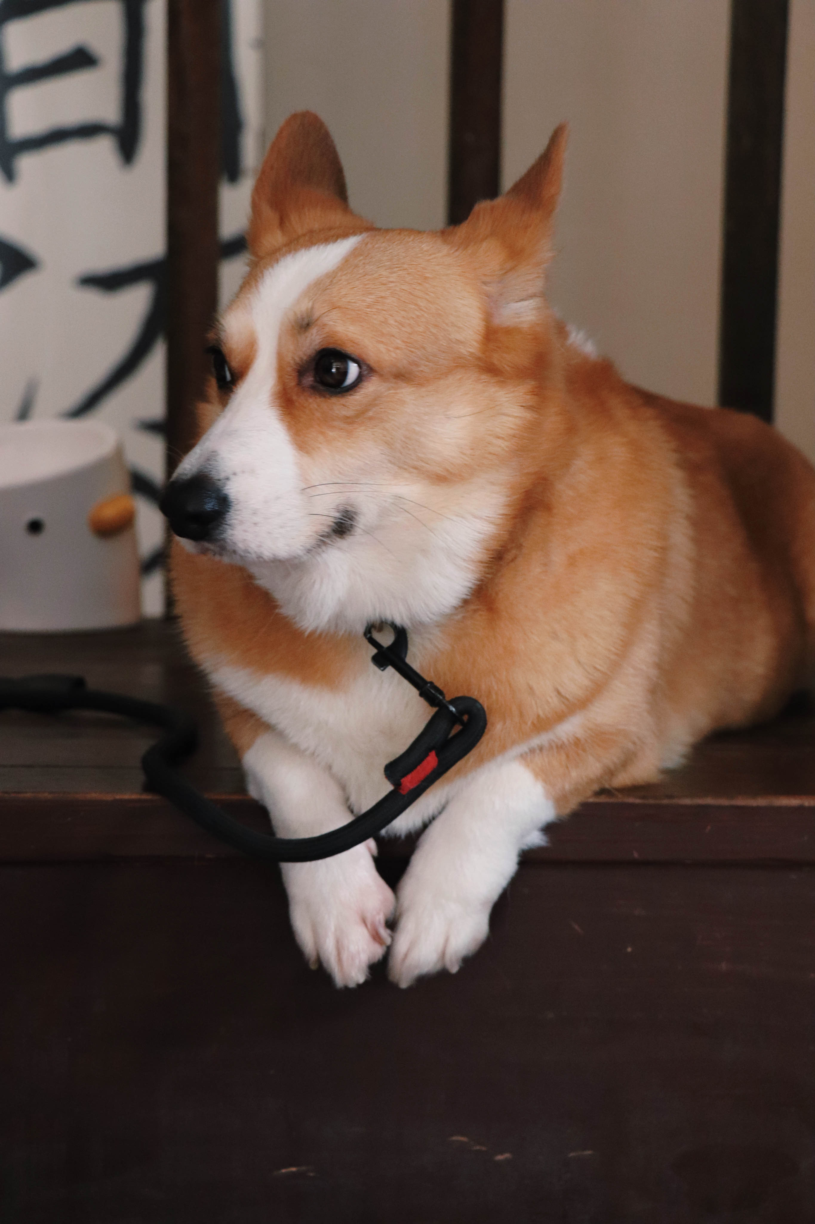 Rikki