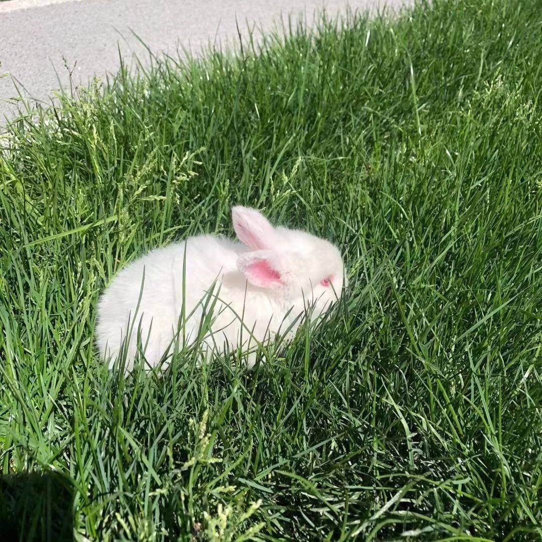 领养小兔兔🐰