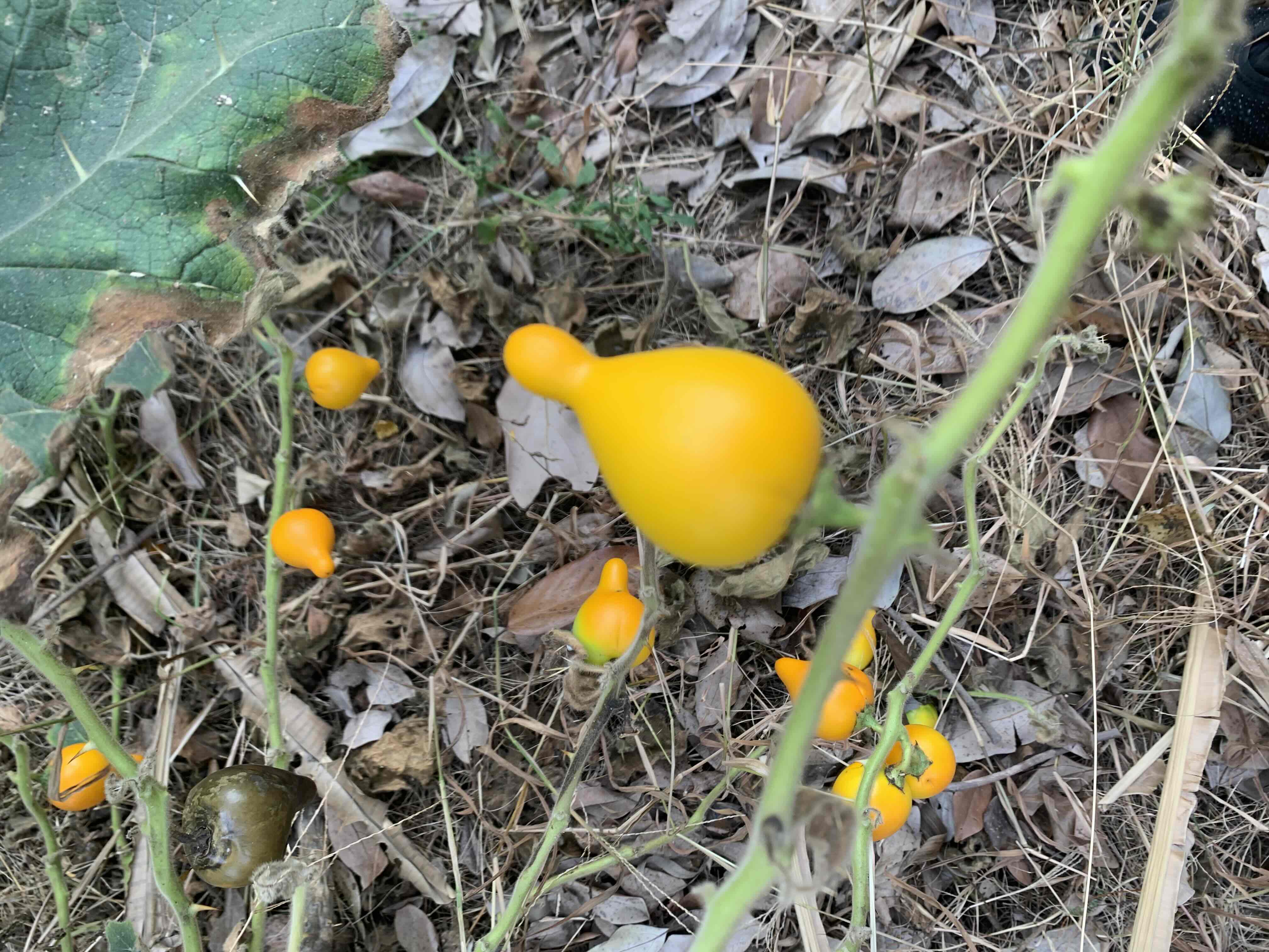 Interesting plants_0