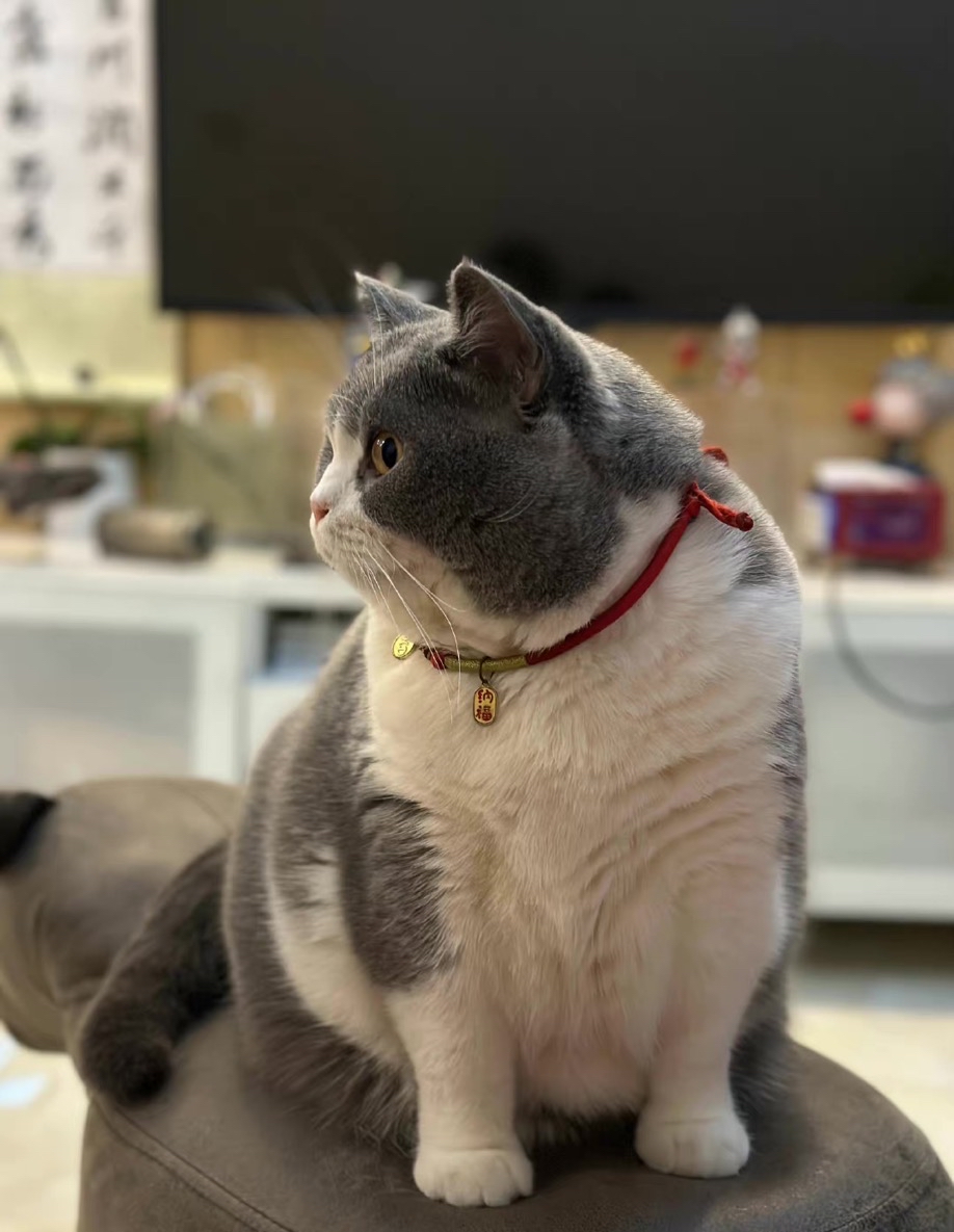 牙牙