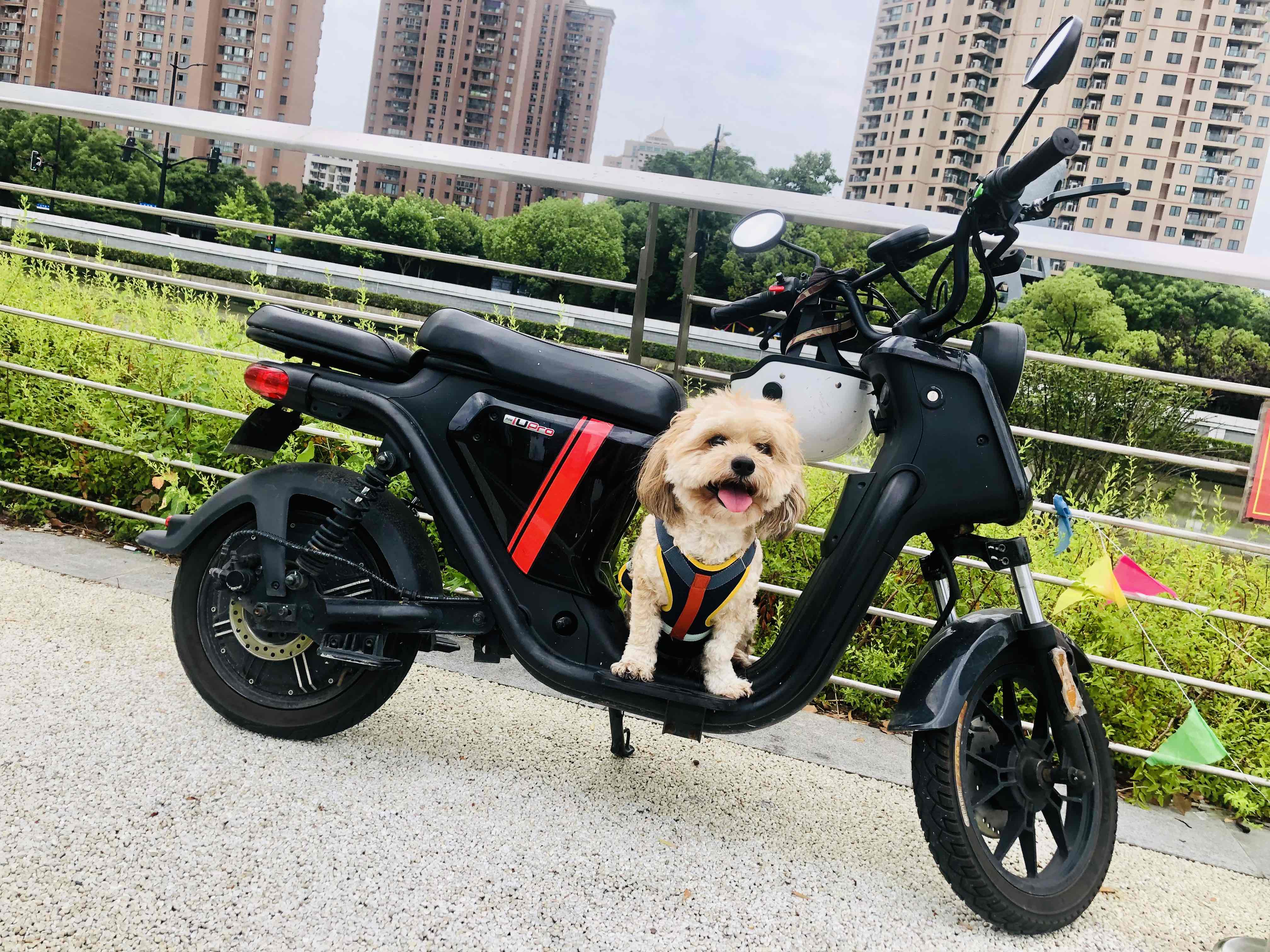 Scooter_0
