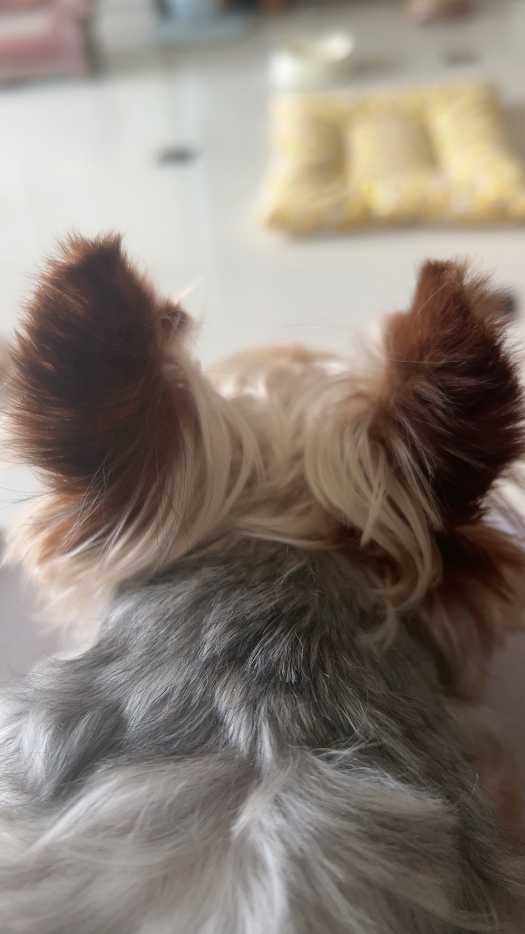 家庭寄养 小小床搭子