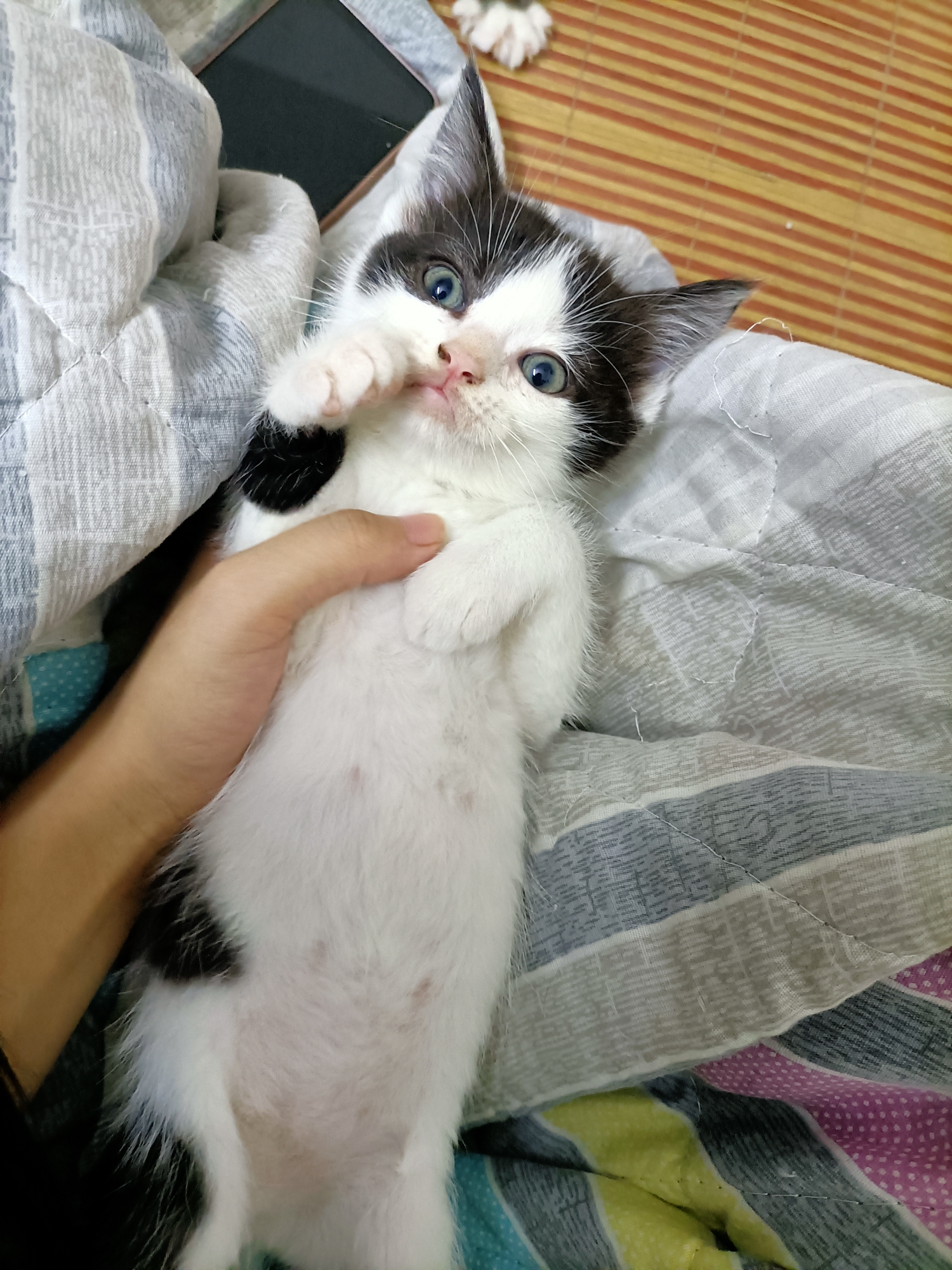 蓝猫和布偶的崽，求收养_0