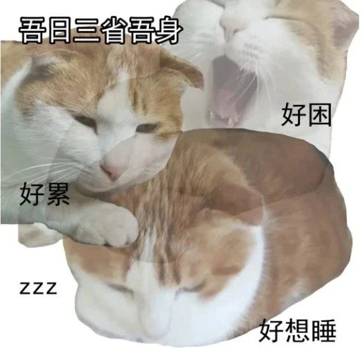 吃番茄的小萝卜