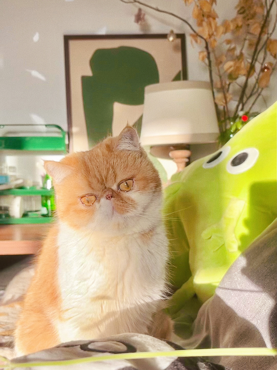 早安喵🏠☀️🐈顺带转租这间房子_0