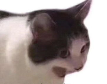 FFF雀神F