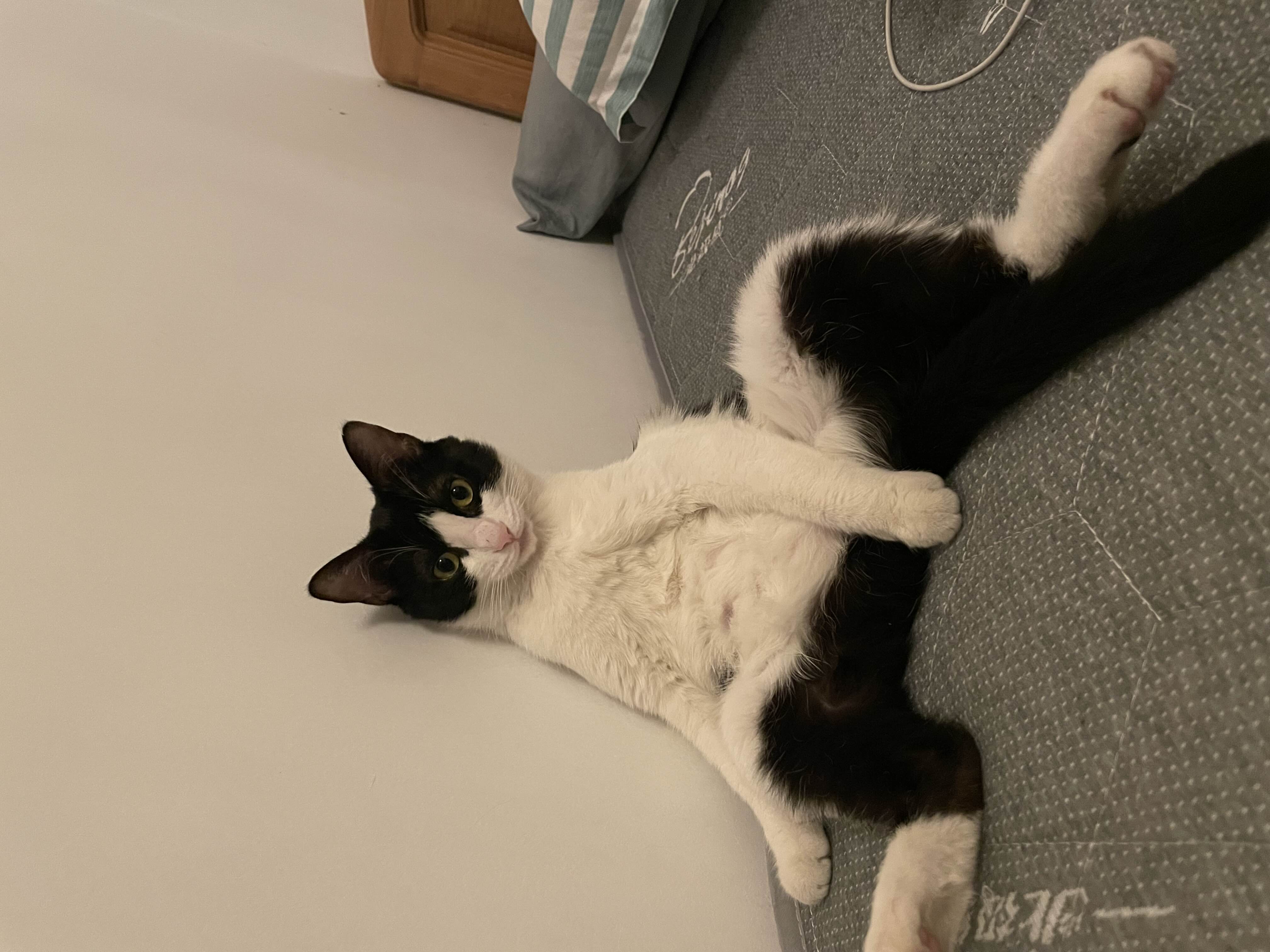 Duoduo is looking for a playmate.