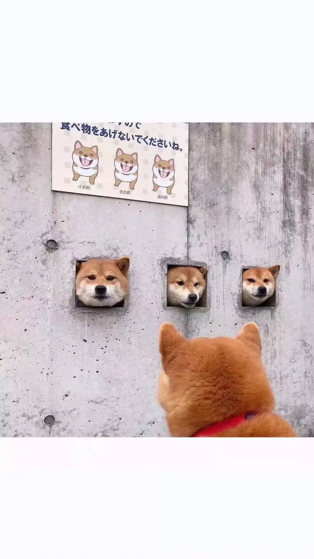 zgdsnbb