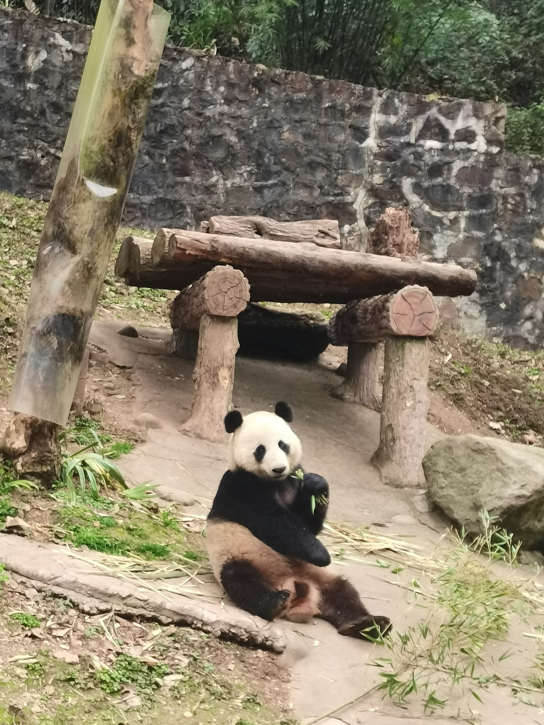 苟珊