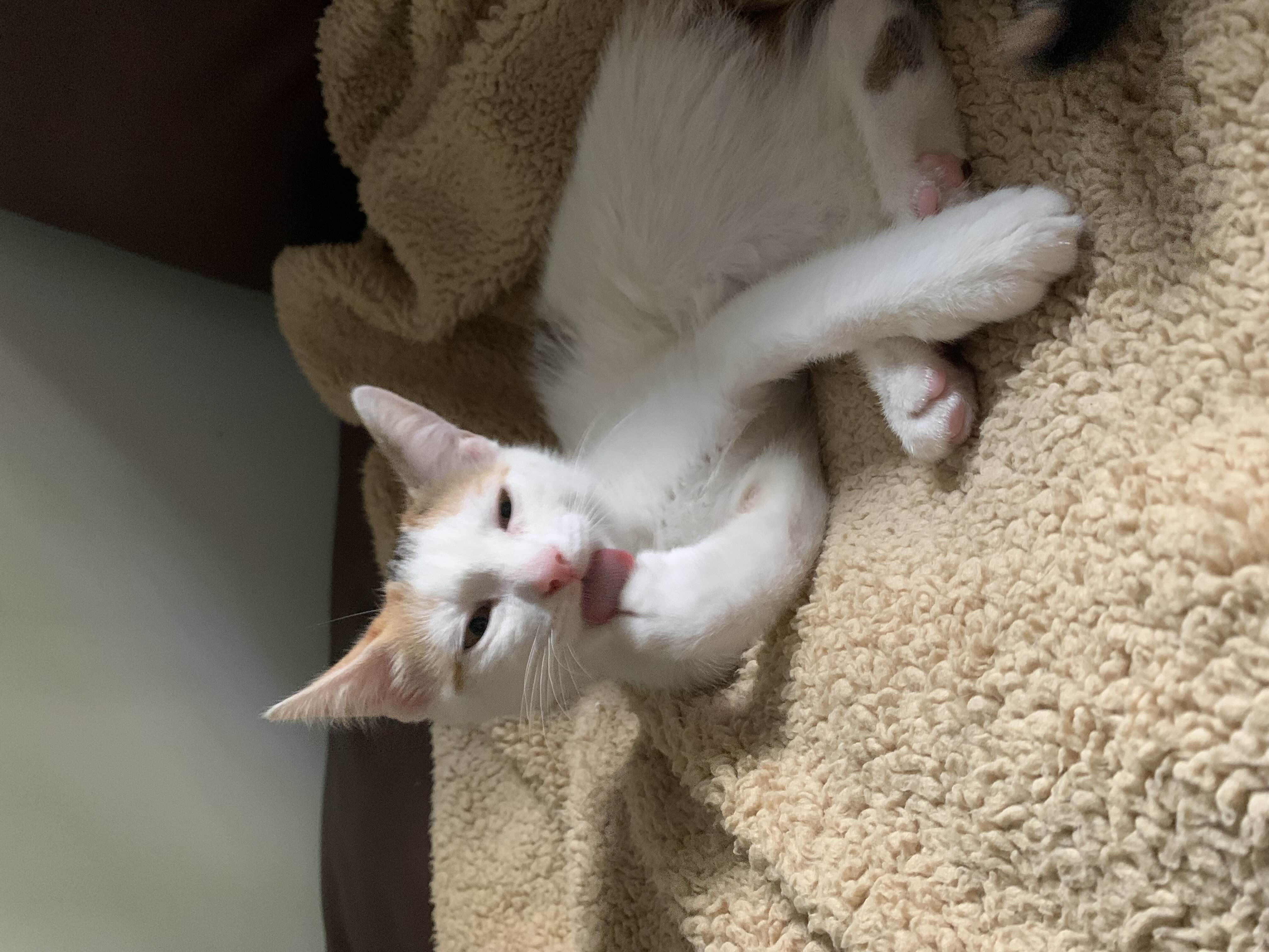 👅三花猫崽子找领养_1