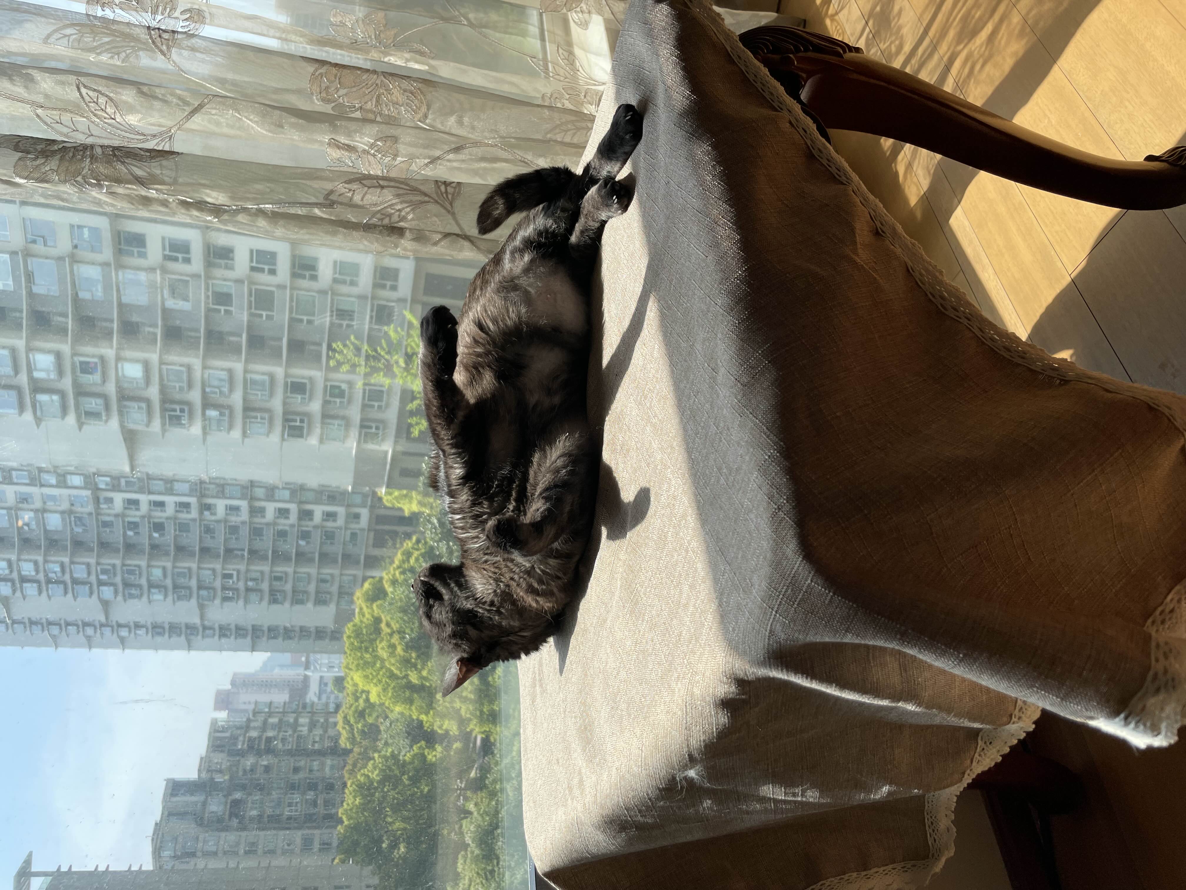my cats are doing fine, I’m not 