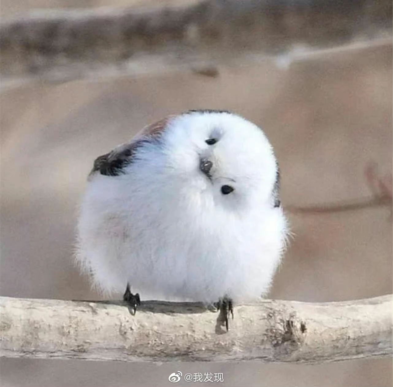 楪祈