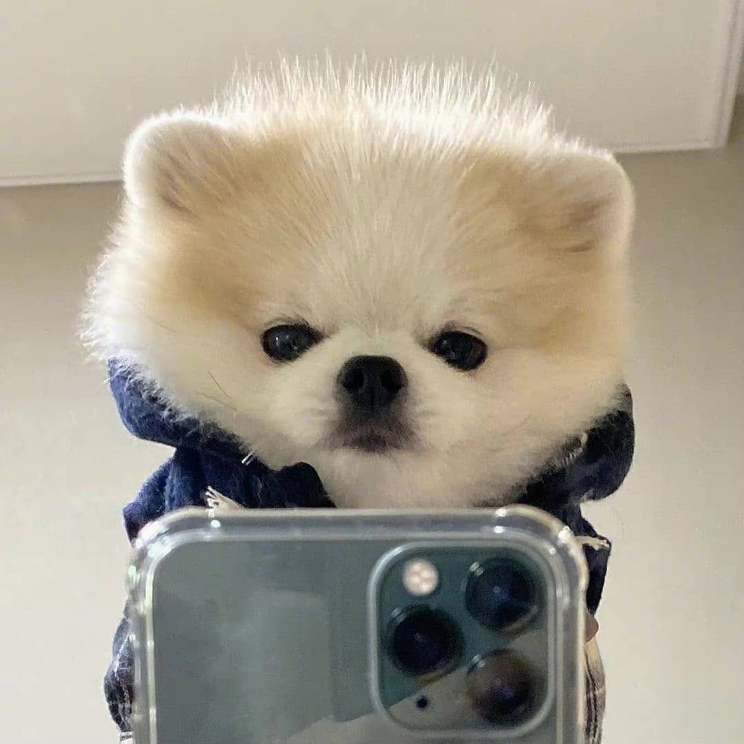  小马佩琪