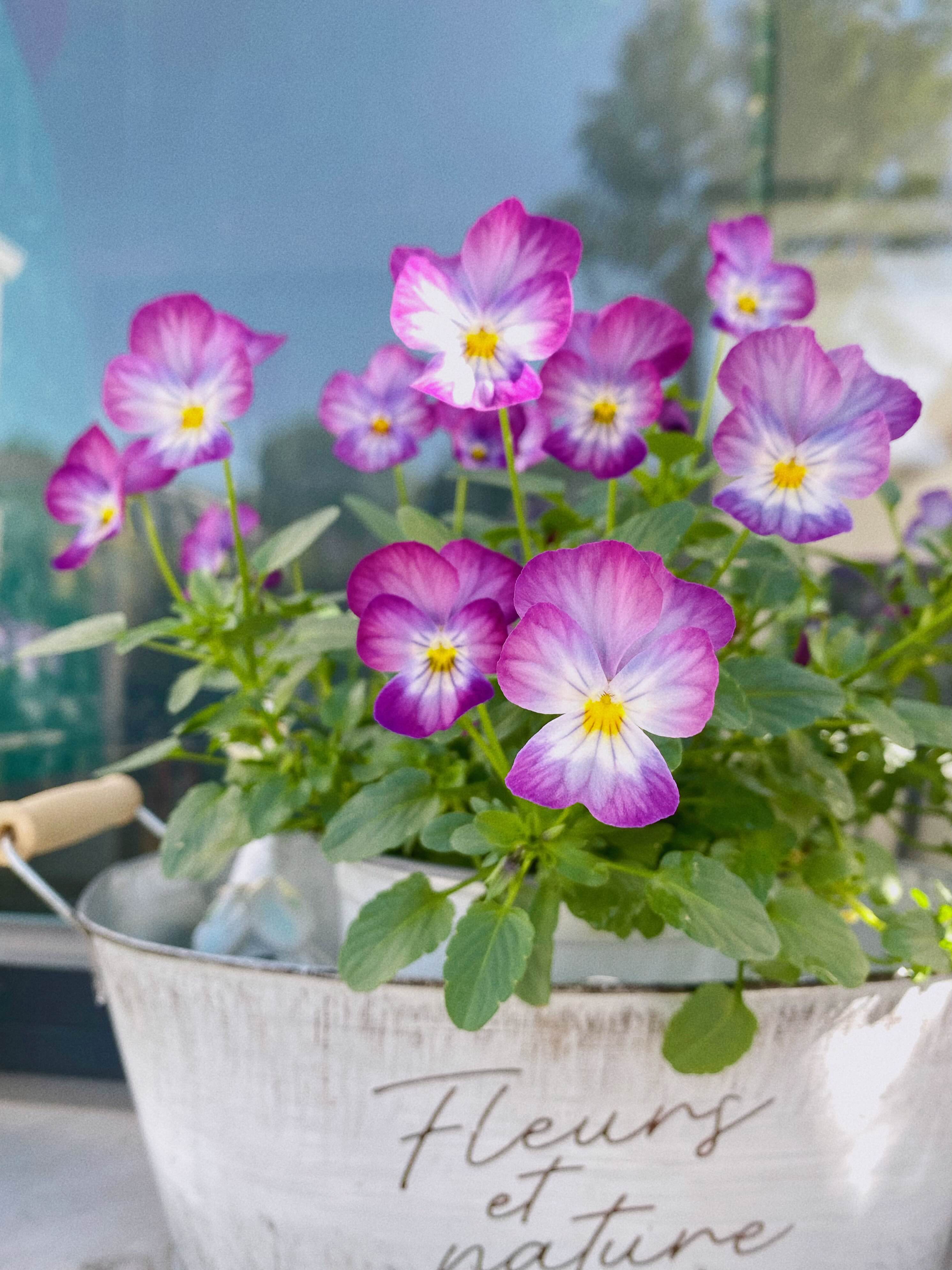 不会养花的花农👩‍🌾一定不是好厨子👩‍🍳_3