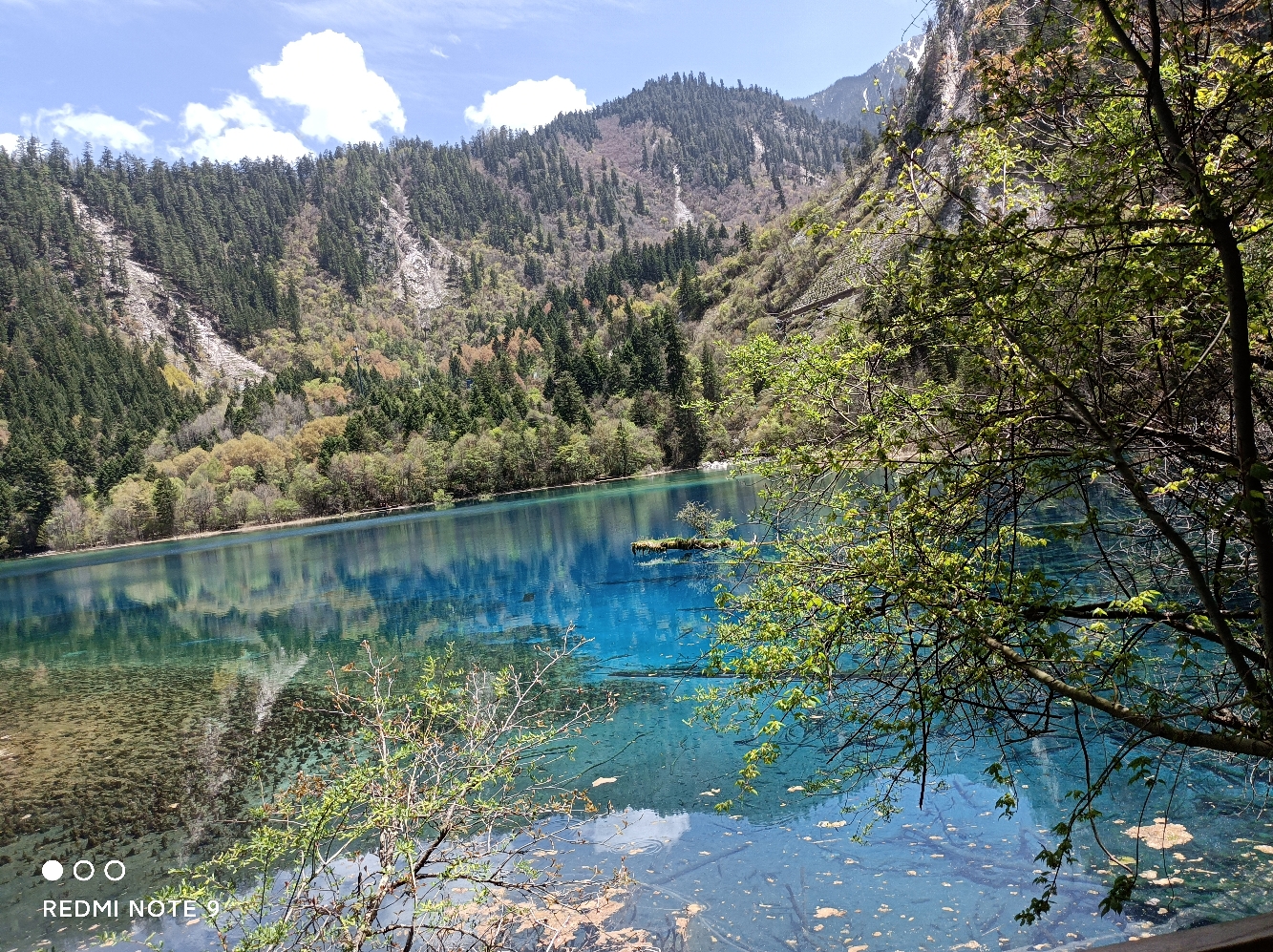 鱼泡泡