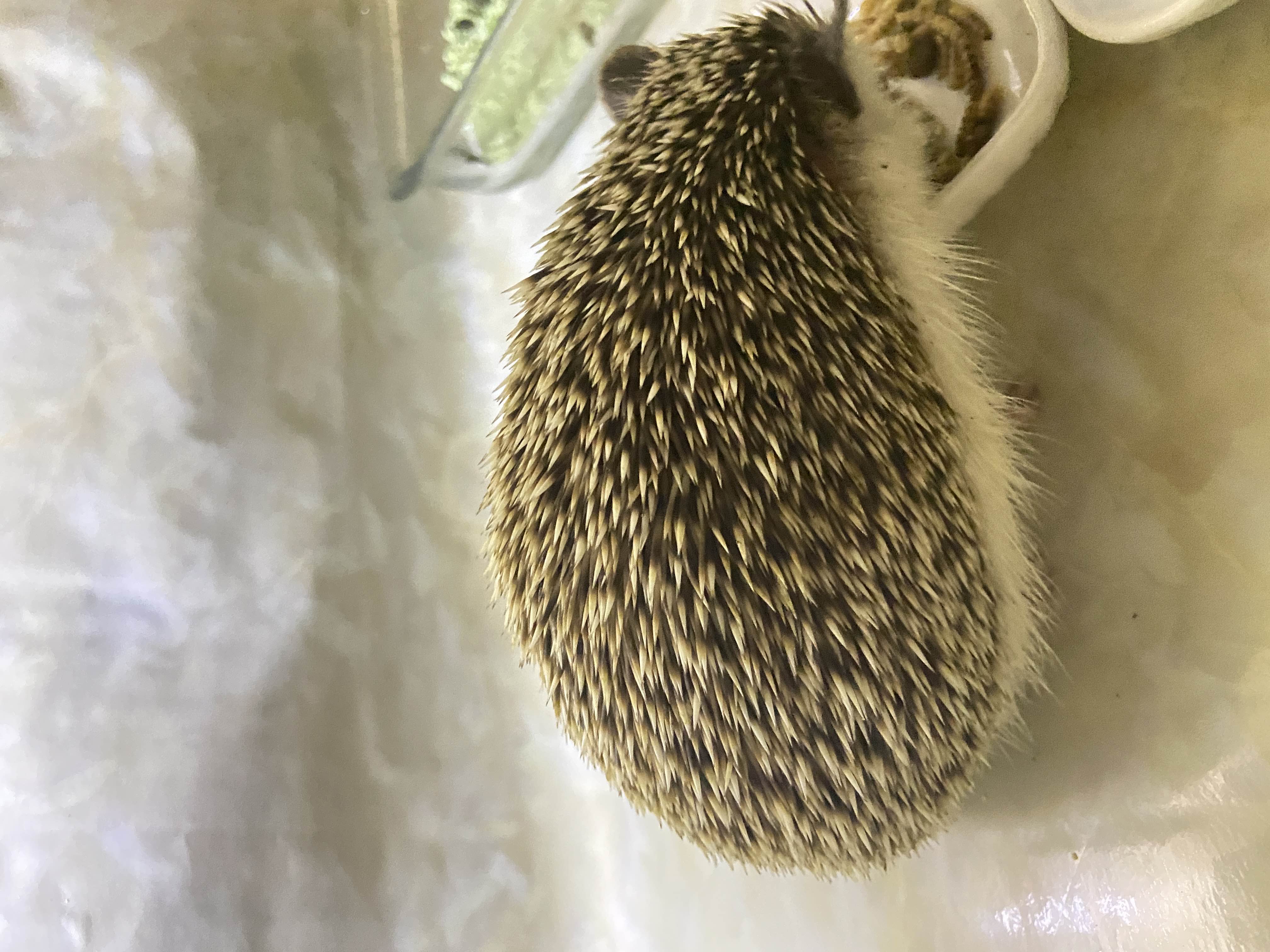 吃鱼不吃皮