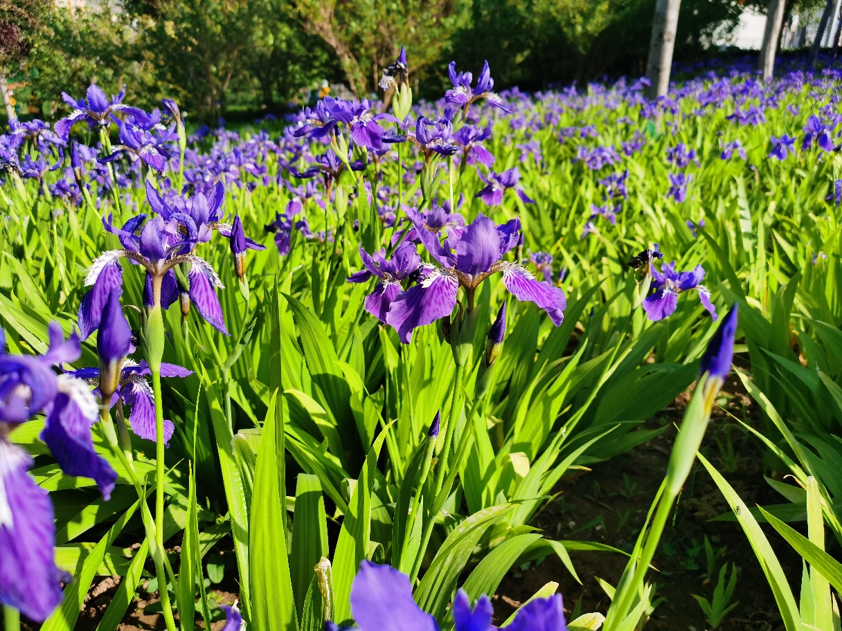 花开半夏