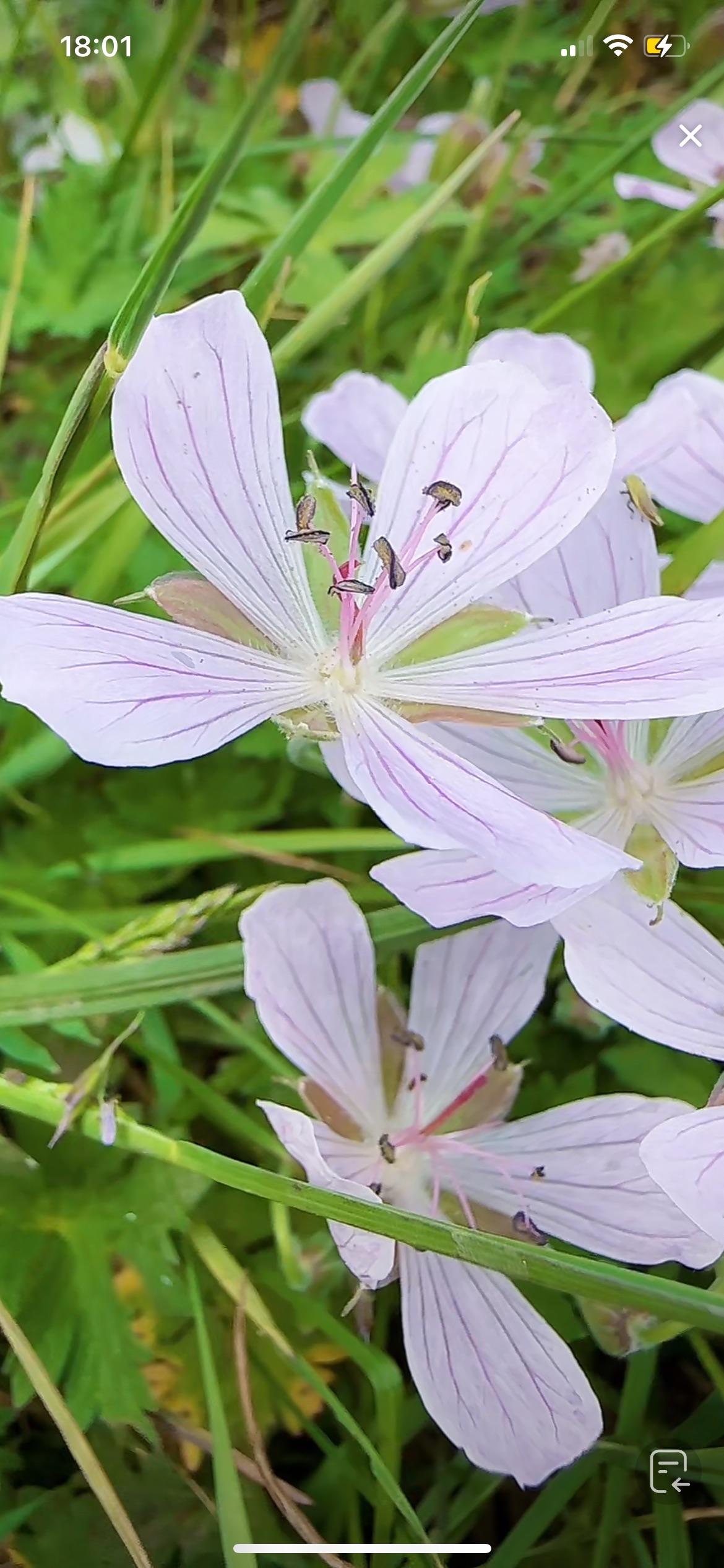 新疆的花儿