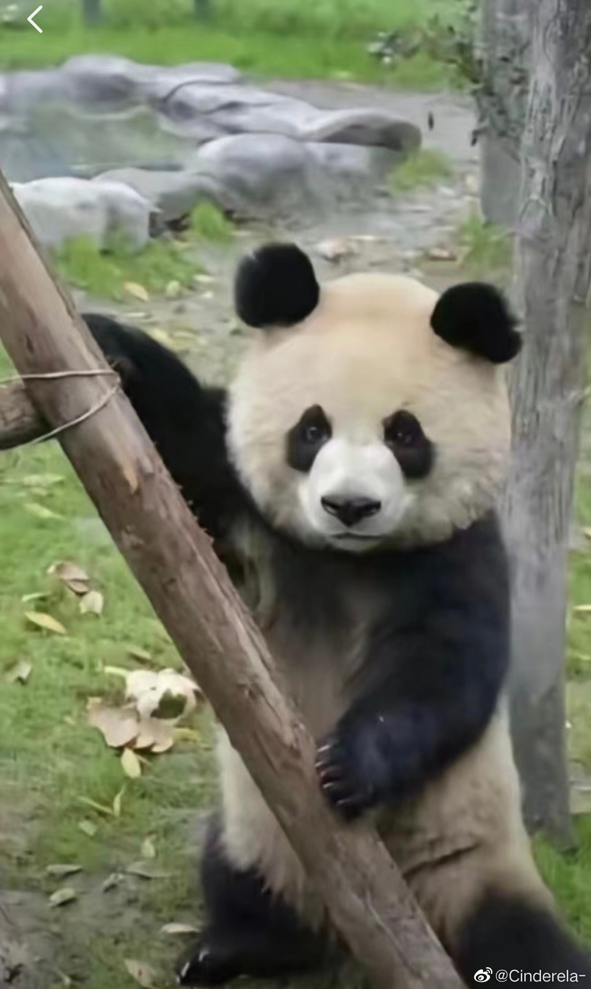 小狗热粉