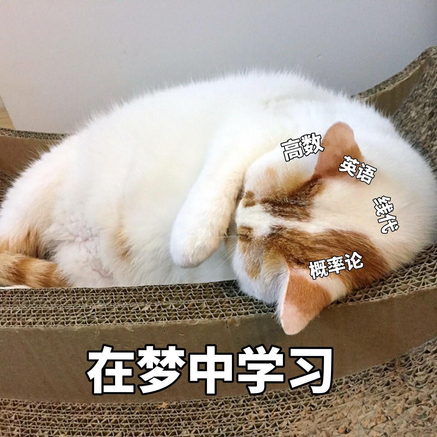 吃瓜群众