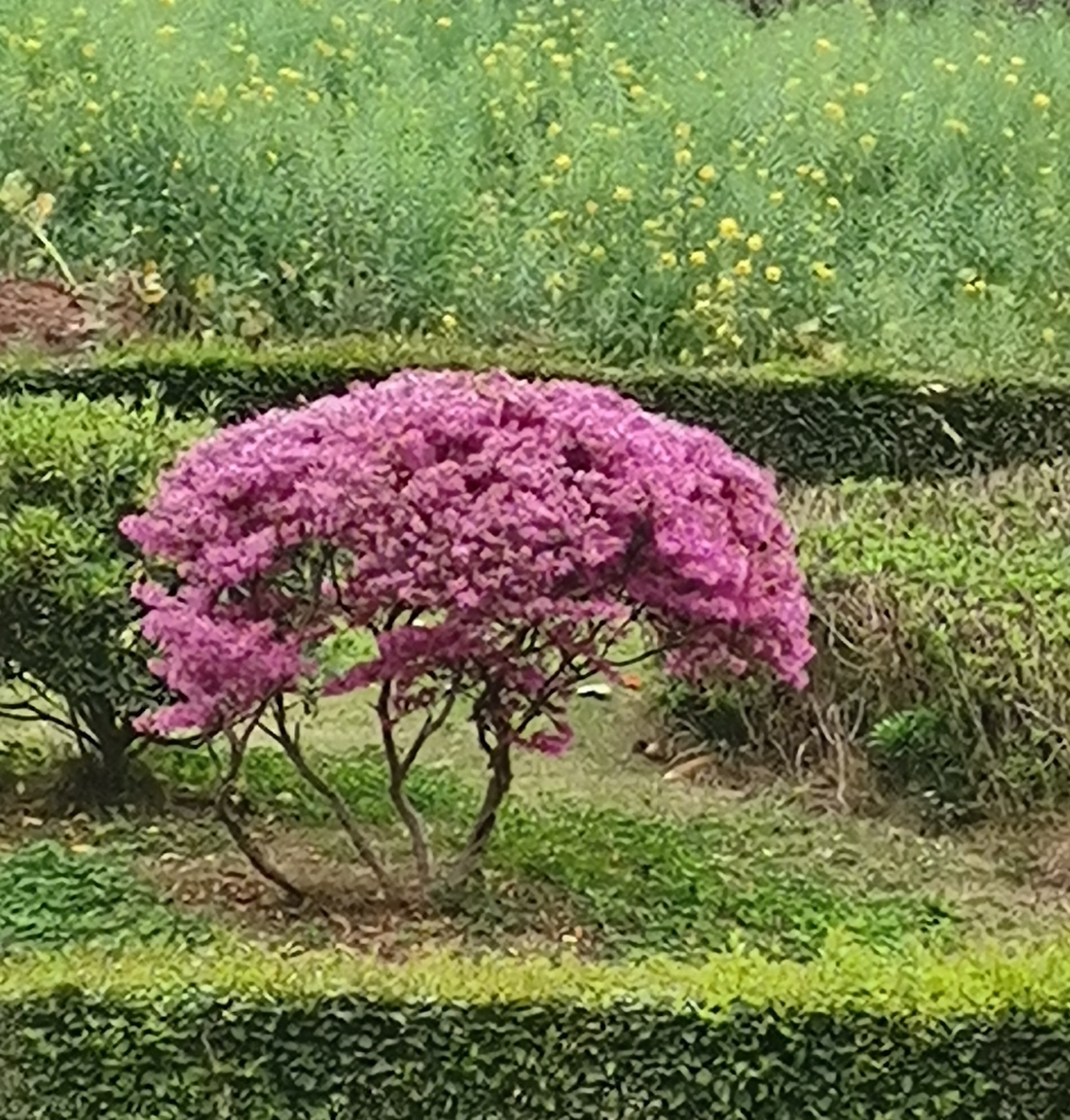王敏