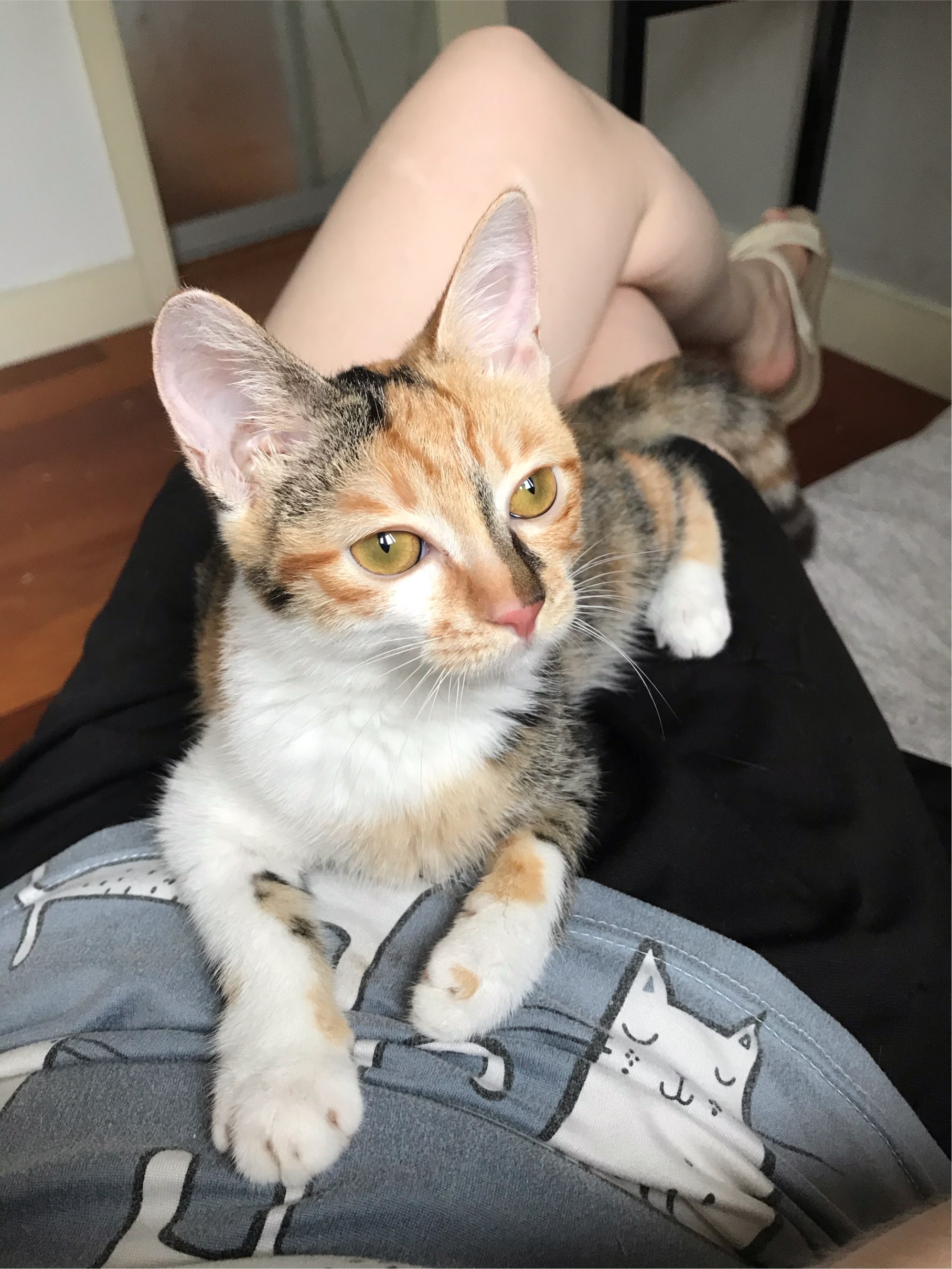 Temporary home (foster) needed in Shanghai
