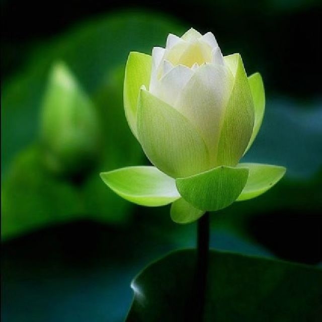 彭蓬