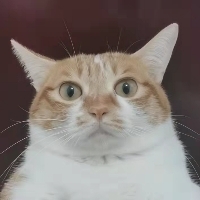 傅
