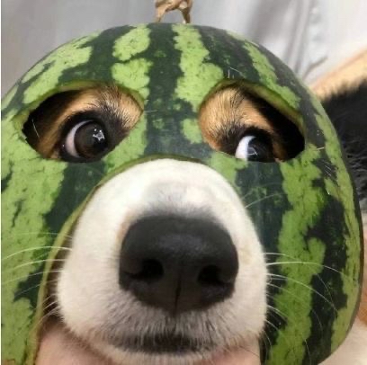 奔跑的红烧排骨