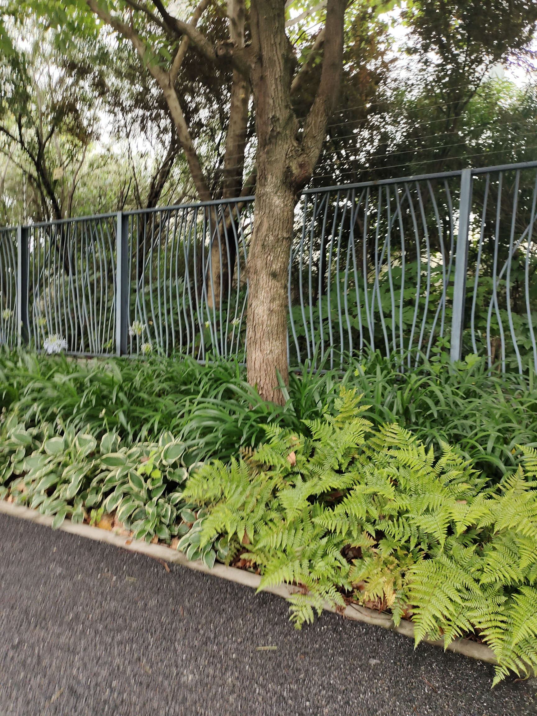 苹果