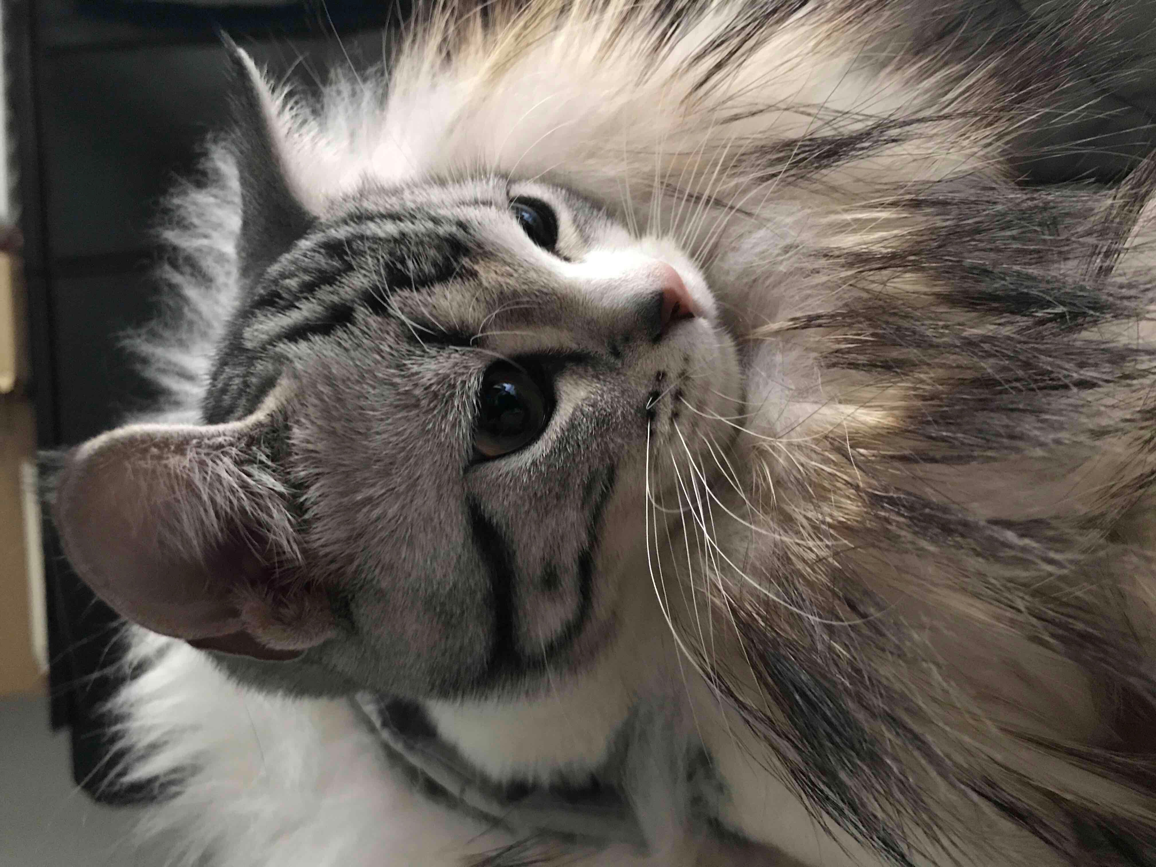 RuRu