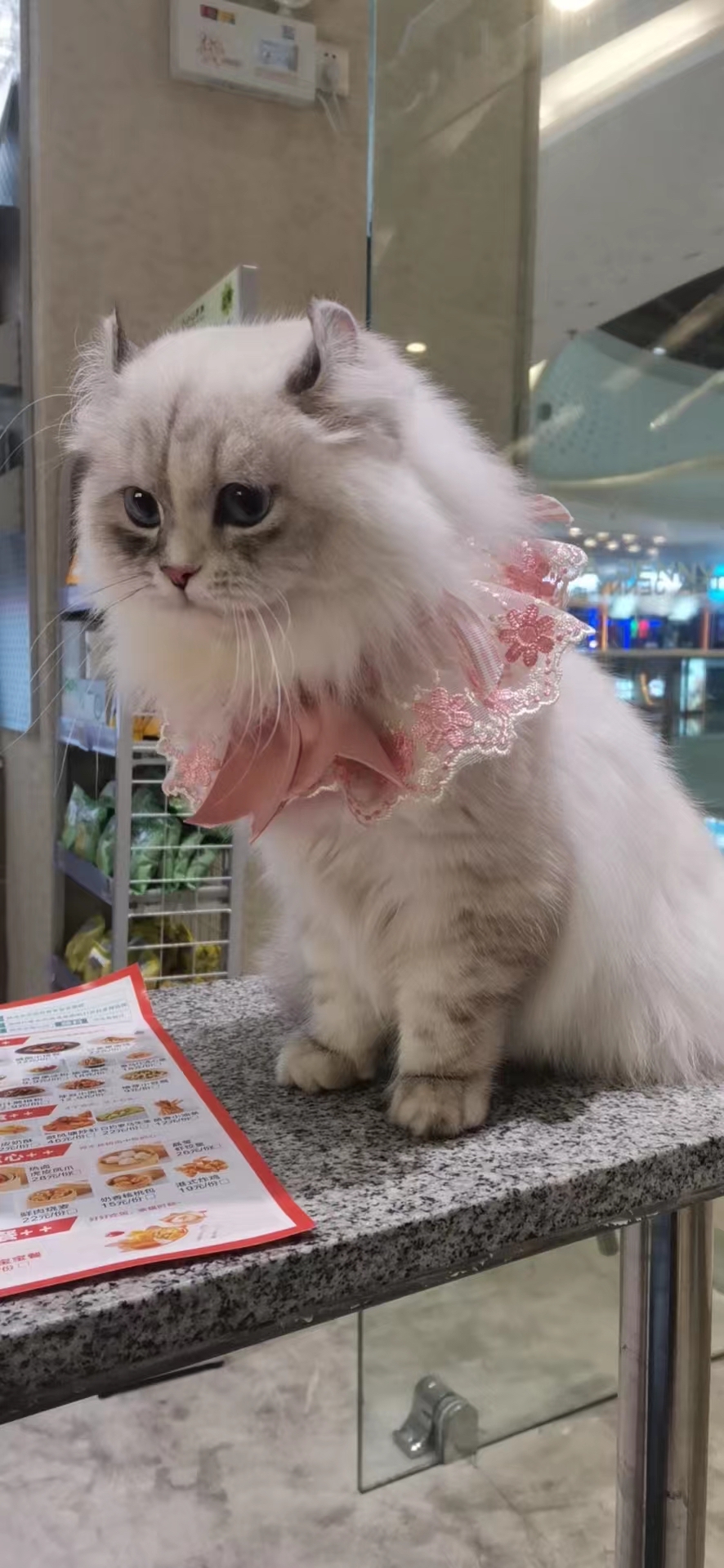 给家的小喵征集个老公