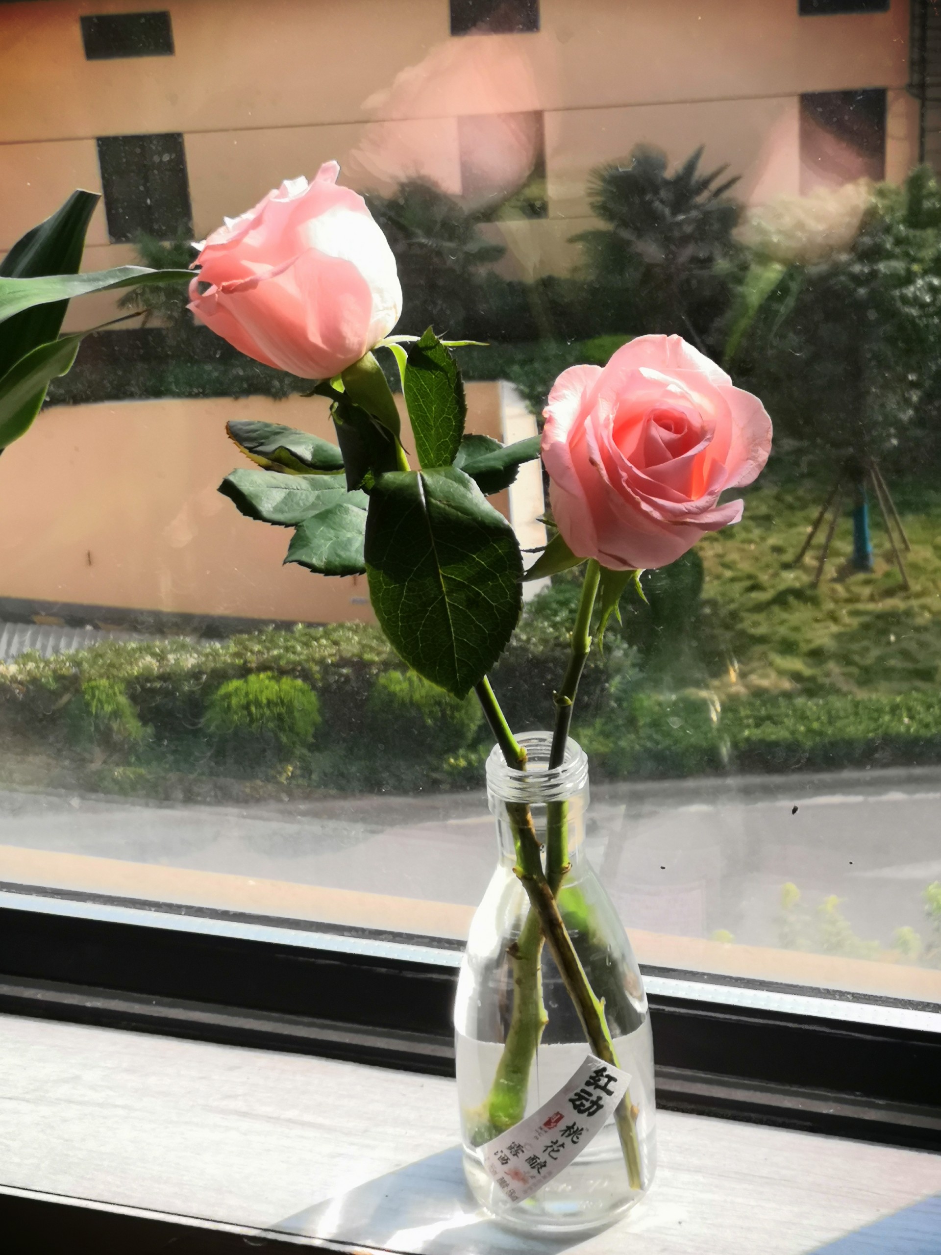 虞虞虞闻音