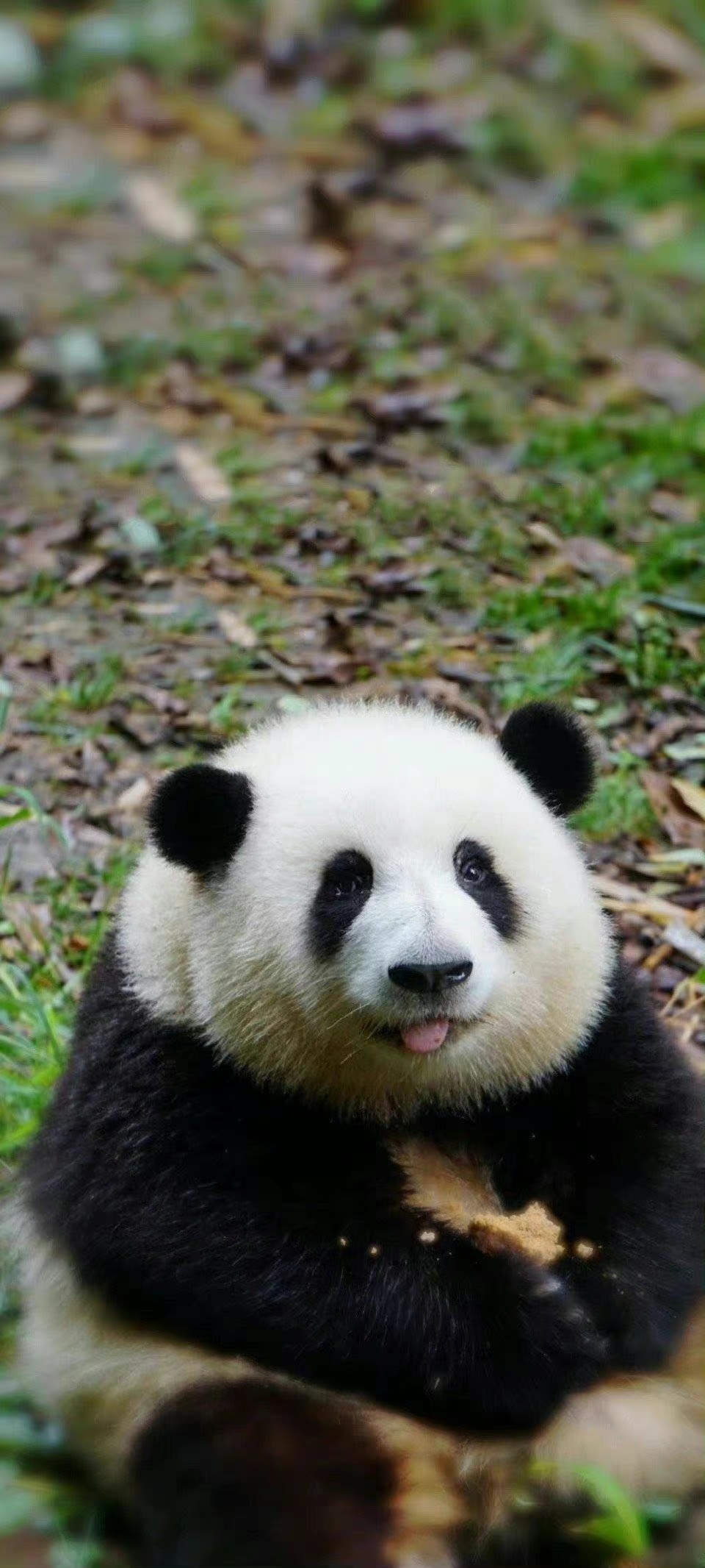 窦一鸣