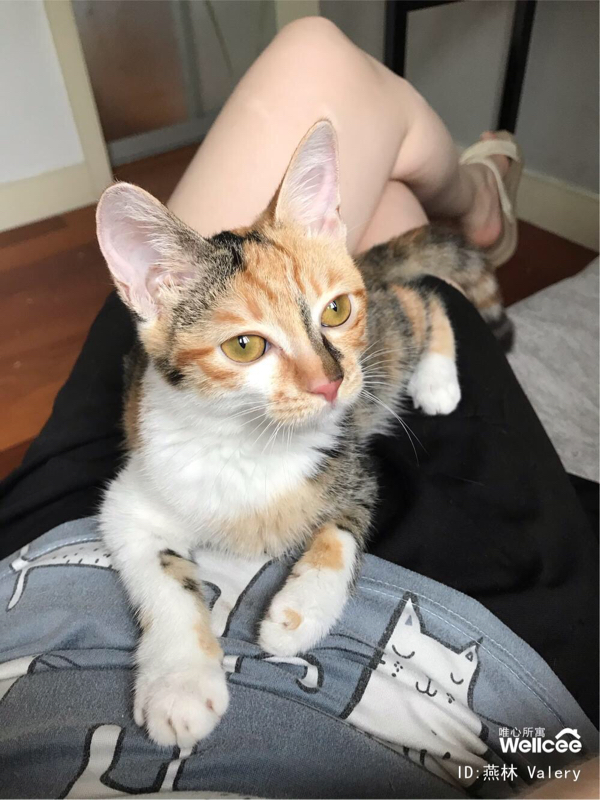 A kitten is in need of a temporary place to stay! 